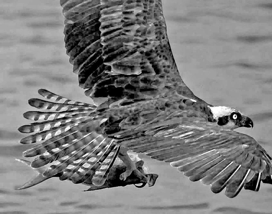 Flight of the Osprey BW Photograph by Michael Thomas