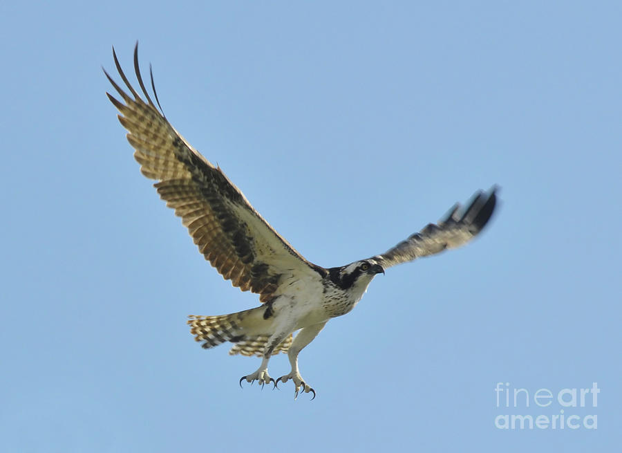 Osprey Photograph - Flight of the Osprey by David Lee Thompson