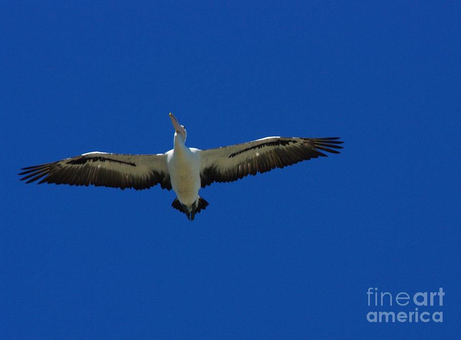 Flight of the Pelican Photograph by Blair Stuart