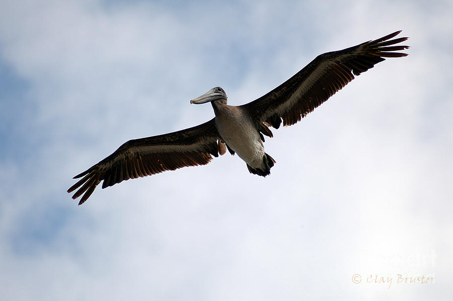 Flight Of The Pelican Photograph by Clayton Bruster