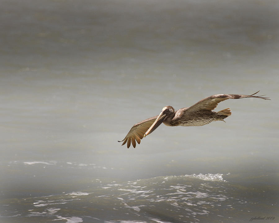 Flight of the Pelican Photograph by Joseph G Holland
