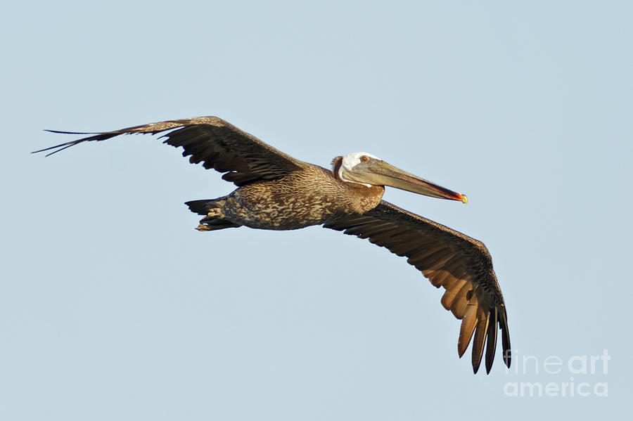 Flight of the Pelican Photograph by Natural Focal Point Photography