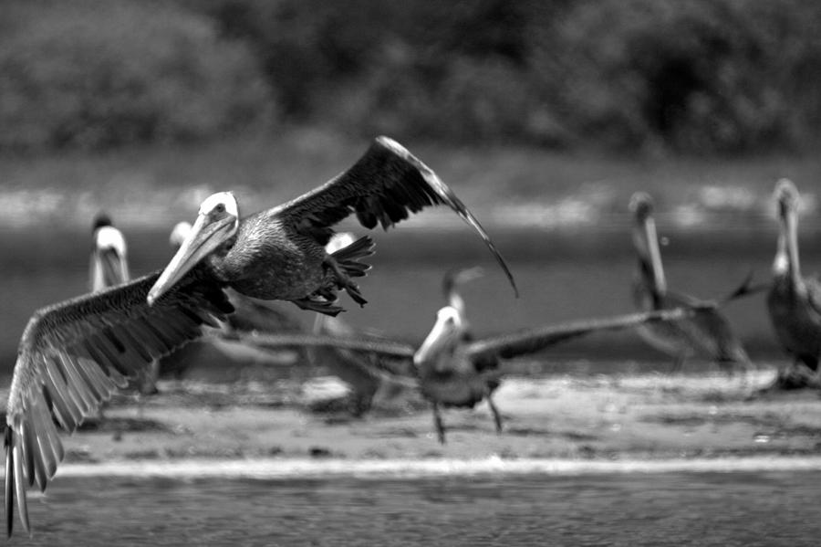 Flight of the Pelicans Photograph by Brad Scott