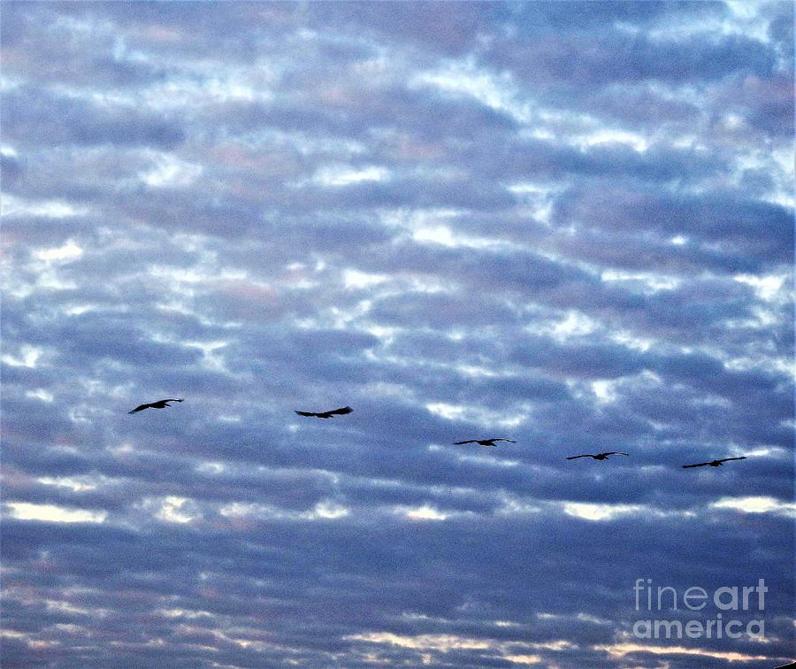 Flight Of The Pelicans Photograph by Jan Gelders