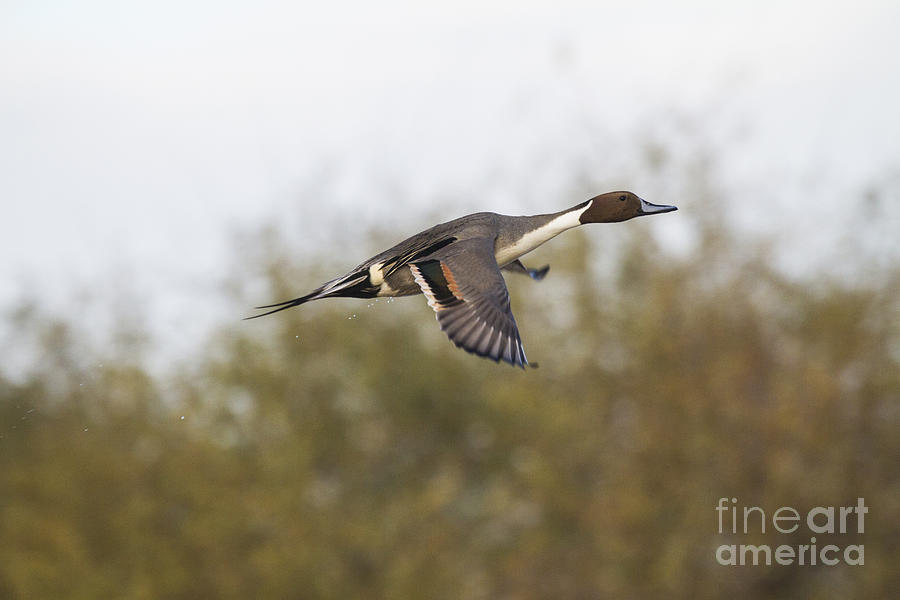 Flight of the Pintail Photograph by Ruth Jolly