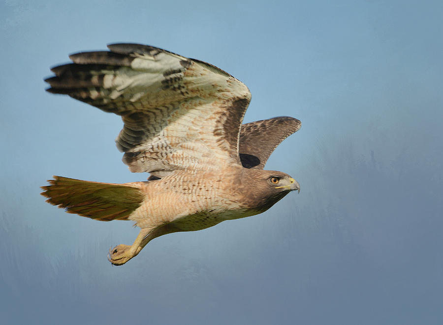 Flight Of The Raptor 2 Photograph by Fraida Gutovich