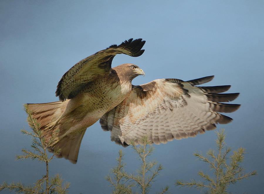 Hawk Photograph - Flight Of The Raptor by Fraida Gutovich