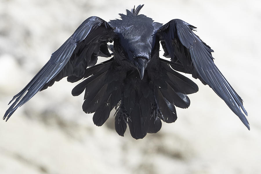 Flight Of The Raven Photograph By Steve Cossey Fine Art America 