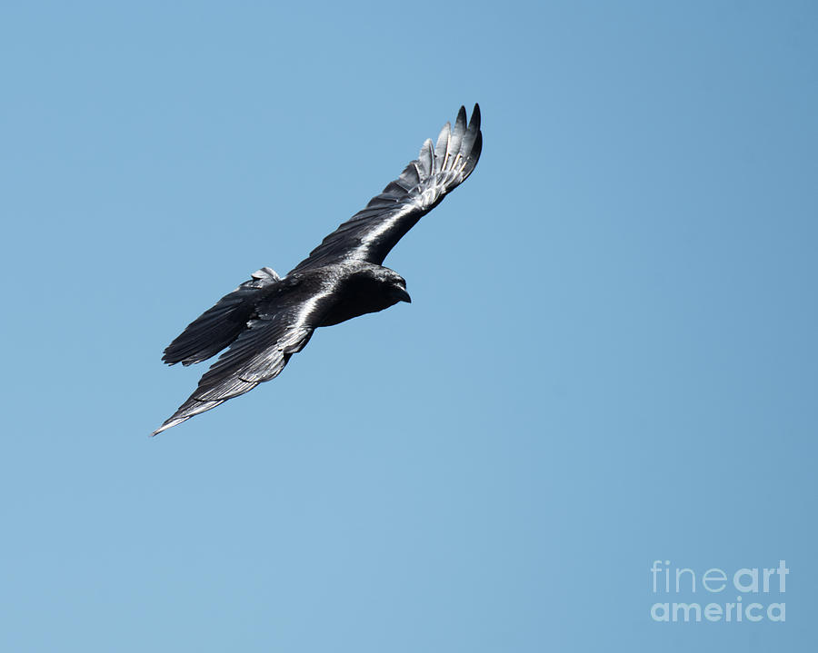 Flight of the Raven Photograph by Steven Natanson