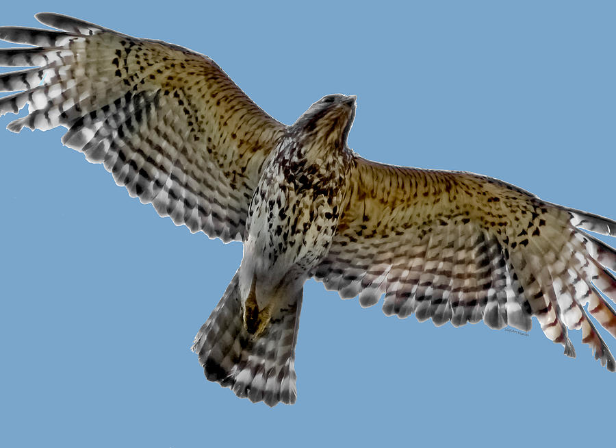 Flight of the Red Shouldered Hawk Digital Art by DigiArt Diaries by Vicky B Fuller