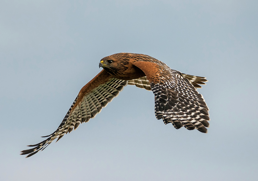 Flight of the Red-Shouldered Hawk Photograph by Loree Johnson