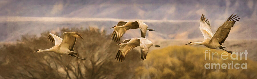 Flight of the Sandhill Cranes Photograph by Priscilla Burgers