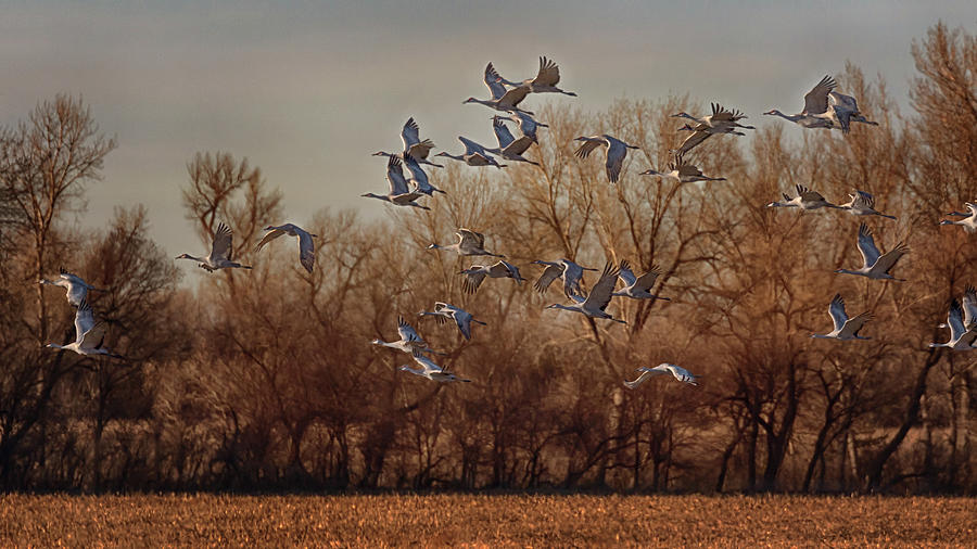Flight of the Sandhills Photograph by Susan Rissi Tregoning
