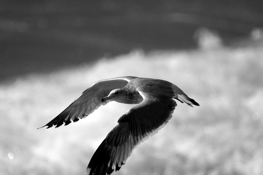 Flight of the seagull Photograph by Brad Scott