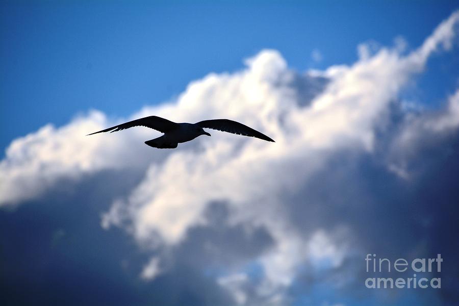 Flight of the Seagull Photograph by Lisa Kilby