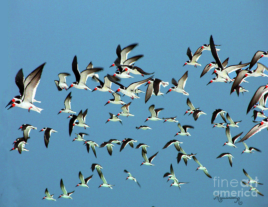 Flight of the Skimmers Photograph by Mariarosa Rockefeller