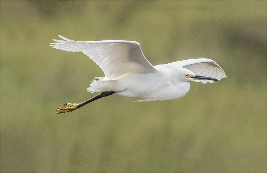 Flight of the Snowy Egret Photograph by William Bitman