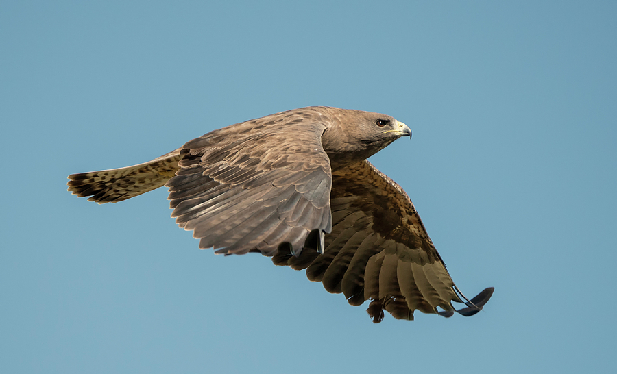 Flight of the Swainsons Hawk Photograph by Loree Johnson