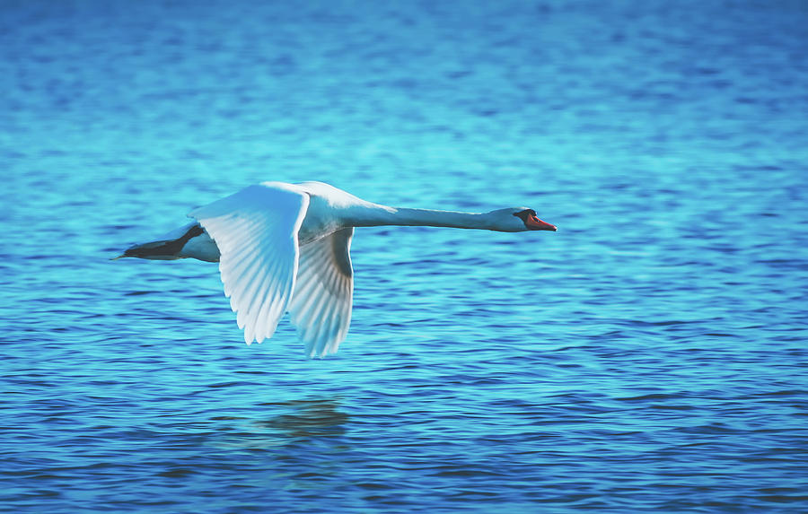 Flight Of The Swan Photograph by Mountain Dreams