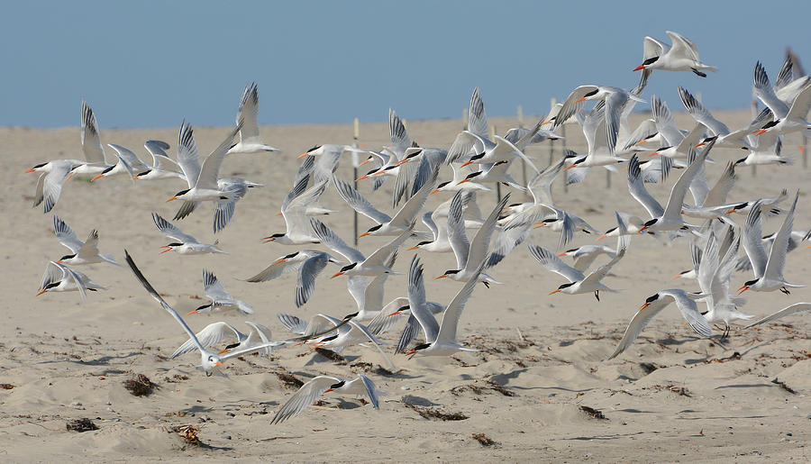 Flight Of The Terns Photograph by Fraida Gutovich