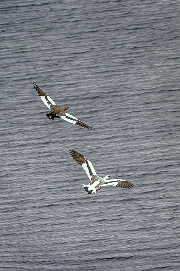 Flight of the Upland Geese Photograph by John Haldane