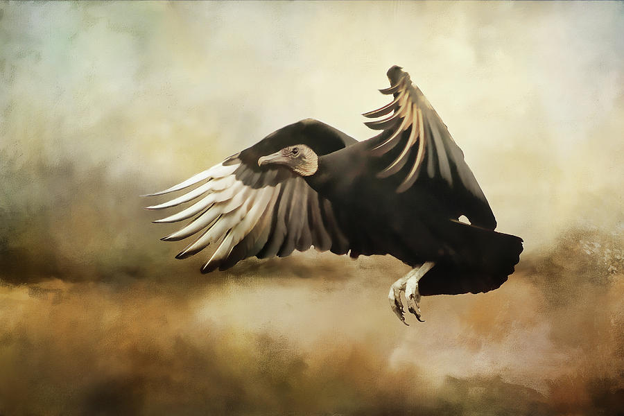 Vulture Digital Art - Flight Of The Vulture by TnBackroadsPhotos