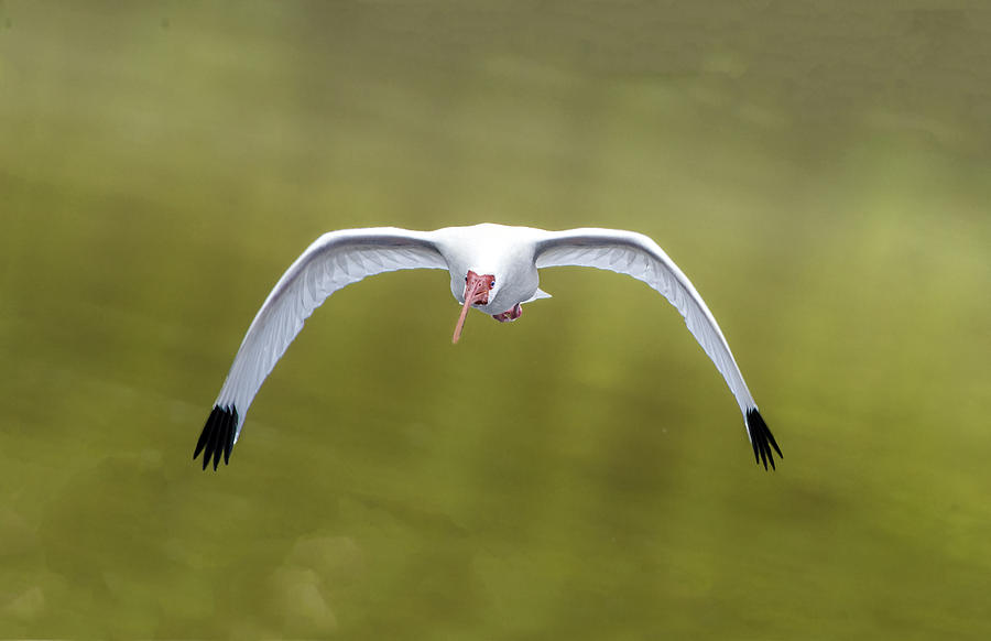 Flight of the White Ibis Photograph by William Bitman