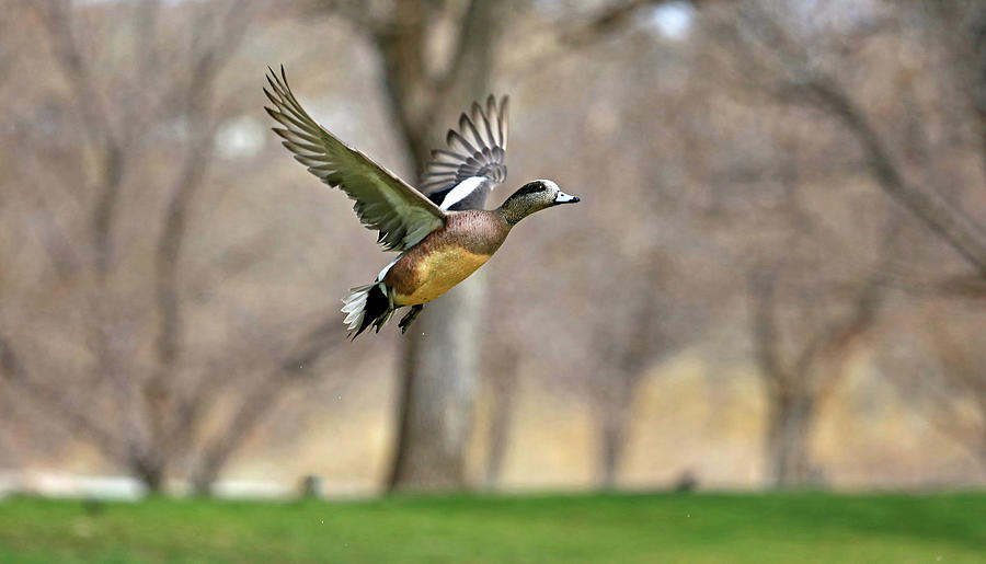 Flight of the Wigeon Photograph by Donna Kennedy