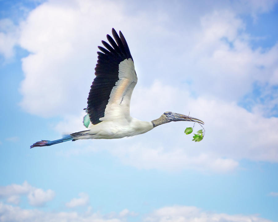 Flight Of The Wood Stork Photograph