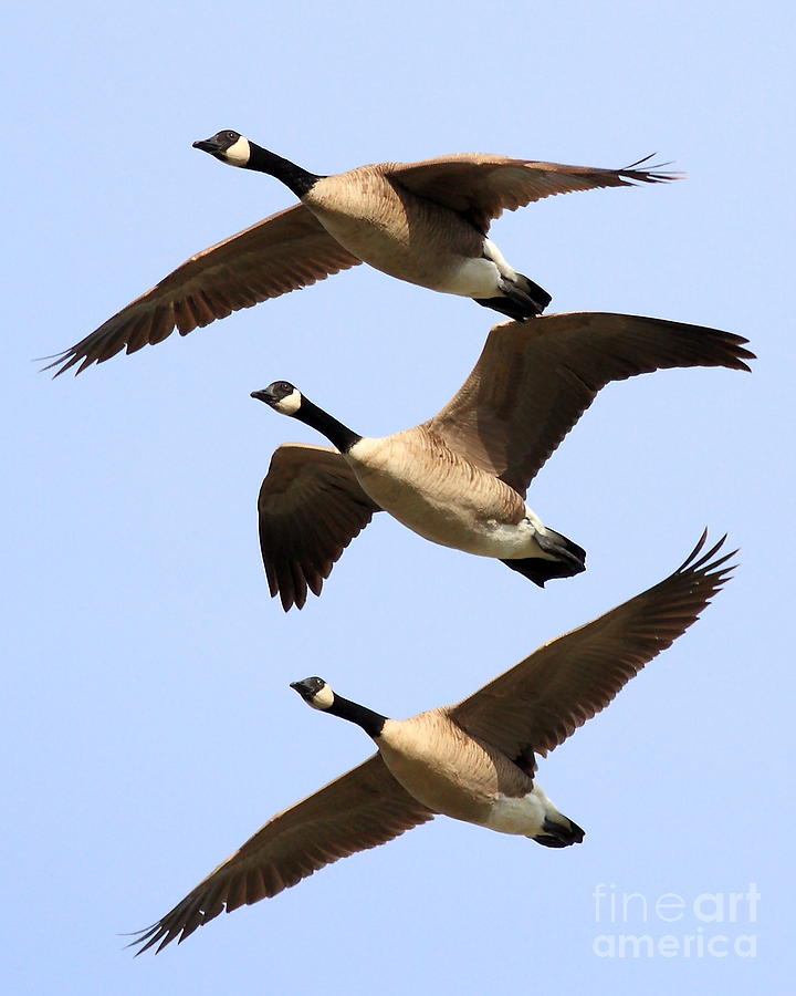 Flight of Three Geese Photograph by Wingsdomain Art and Photography