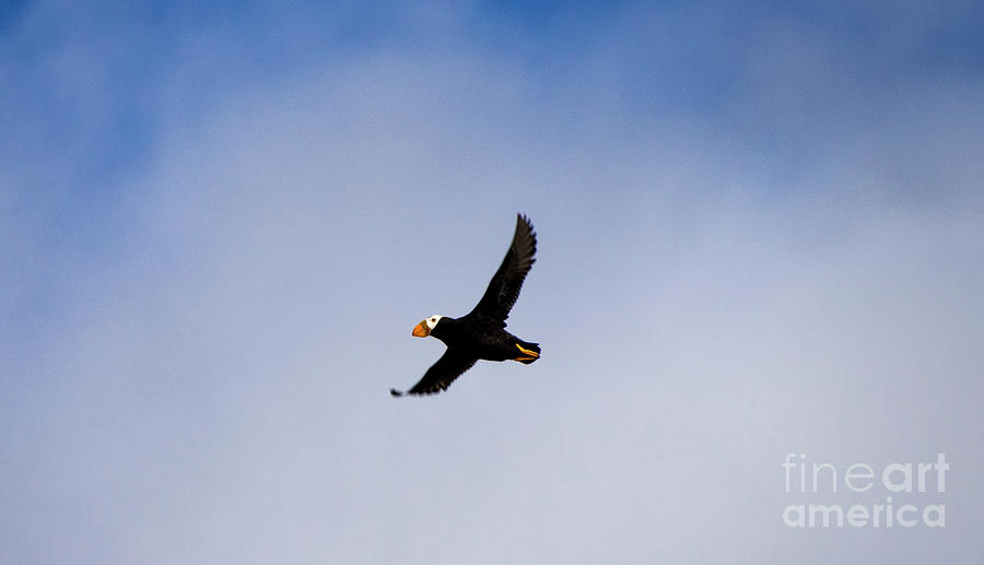 Flight of Tufted Puffin Photograph by Louise Magno