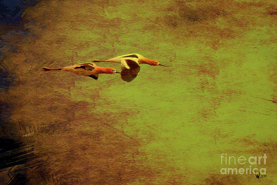Bird Photograph - Flight of Two American Avocets . Texture . 40D5412 by Wingsdomain Art and Photography