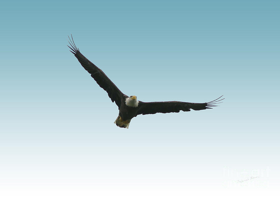 Eagle Photograph - Flight Over Lake Carmi by Deborah Benoit