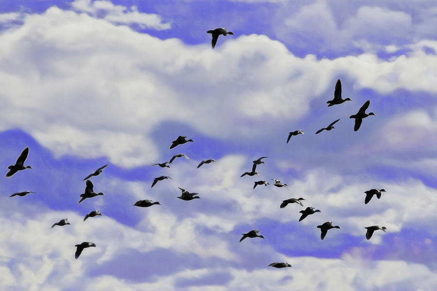 Bird Photograph - Flight Over Lake by Miroslava Jurcik