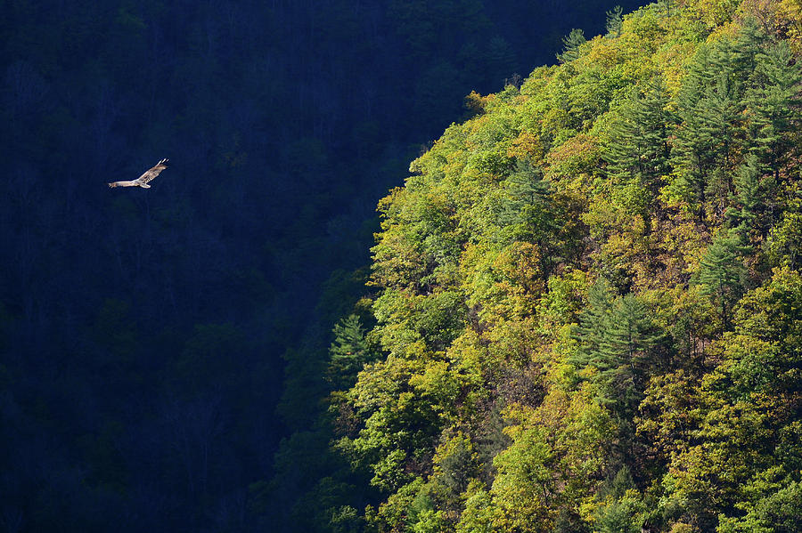 Flight over Pine Creek Gorge Photograph by Tana Reiff