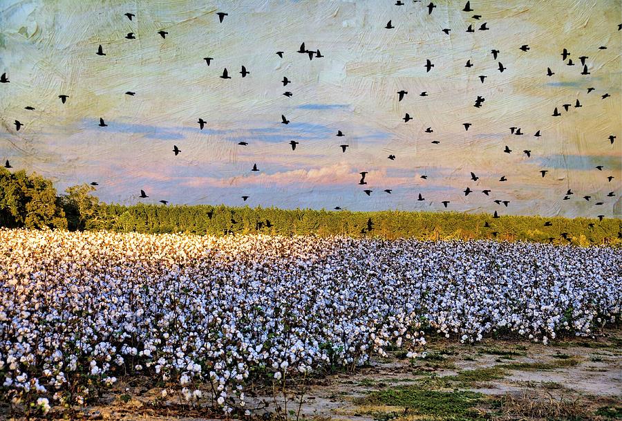 Flight Over The Cotton Photograph by Jan Amiss Photography