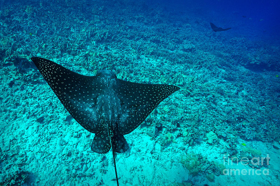 Spotted Ray Photograph by Aaron Whittemore