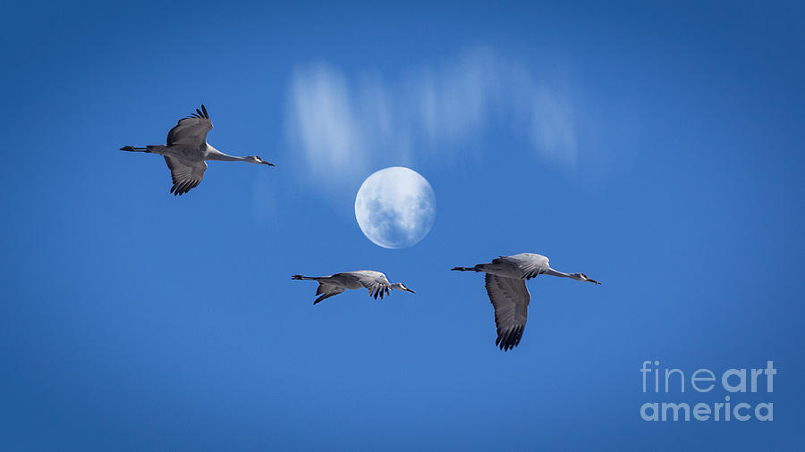 Flight To The Nest Photograph by Janice Pariza