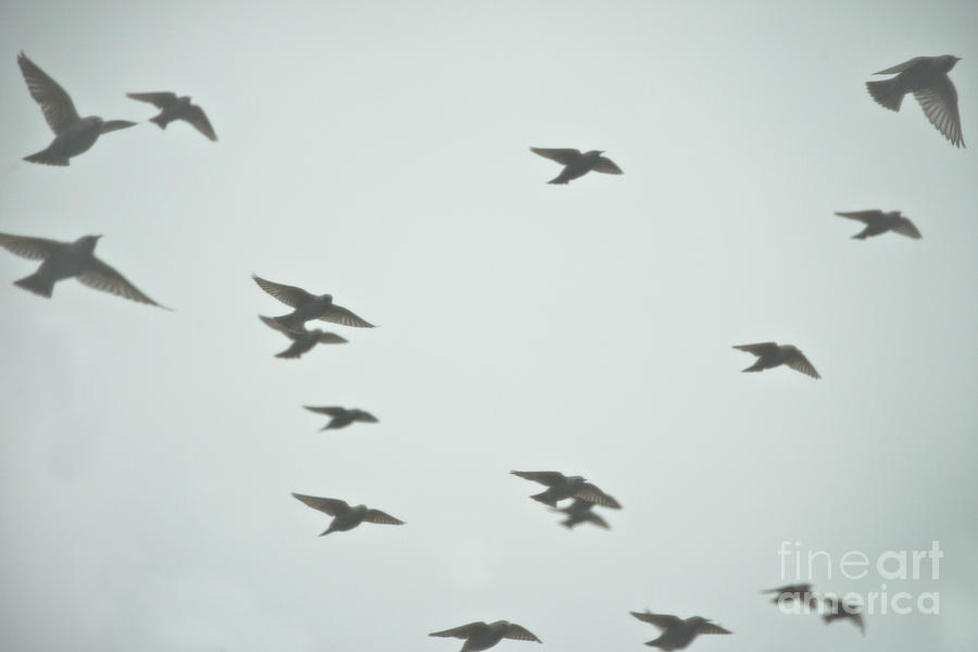 Flight by Wanda Krack Flight by Wanda Krack