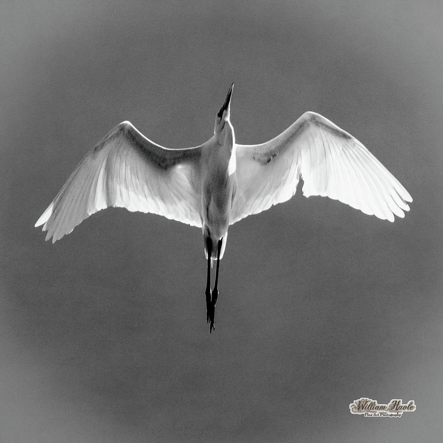 Flight by William Havle Flight by William Havle