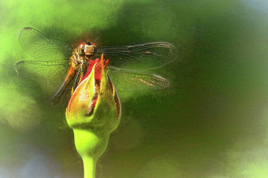 Flighty Dragonfly Photograph by Ola Allen