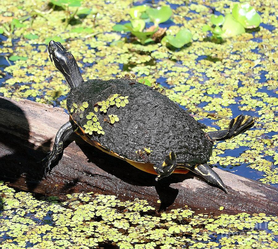 Flippers Up - Florida Cooter Turtle Photograph by Diann Fisher