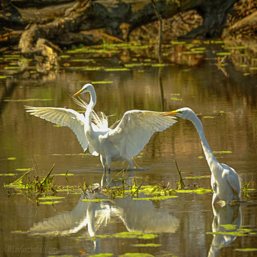 Flirting Egrets Photograph by LeeAnn McLaneGoetz McLaneGoetzStudioLLCcom