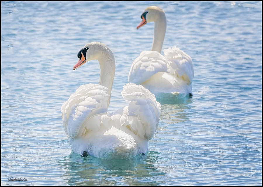 Swan Photograph - Flirting Swans by LeeAnn McLaneGoetz McLaneGoetzStudioLLCcom