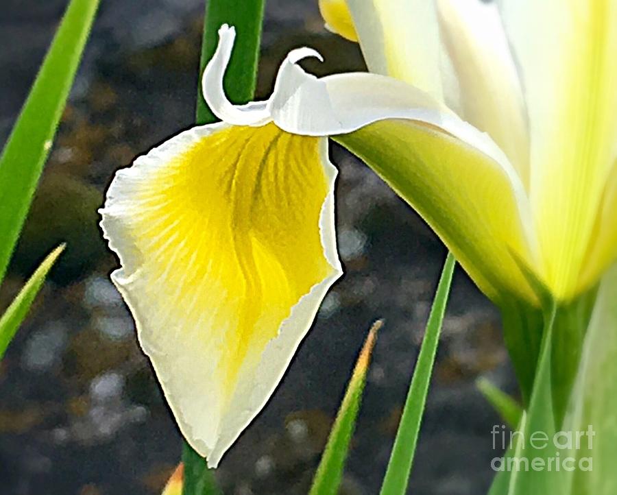 Flirting Yellow Iris Photograph by Carol Riddle