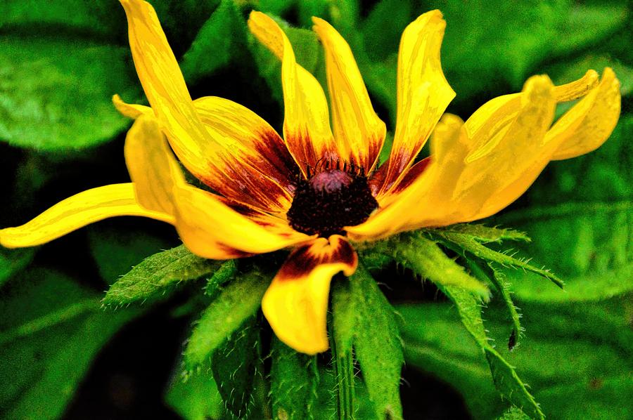 Flower Photograph - Flirty   A Black-Eyed-Susan In Oil by Diana Mary Sharpton