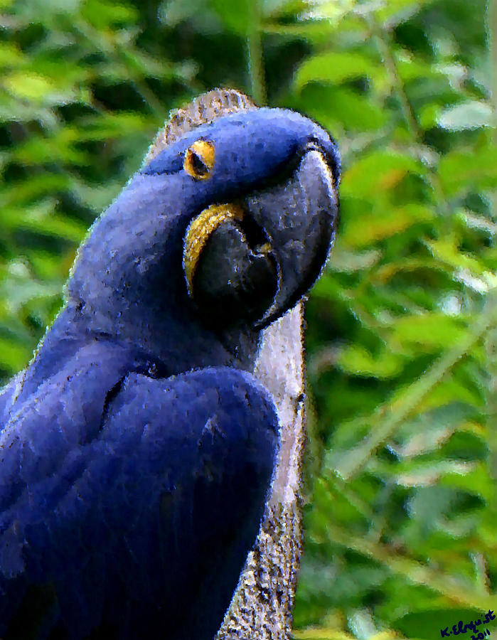Parrot Photograph - Flirty Birdy by Kristin Elmquist