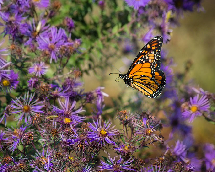 Flitting Among the Asters Photograph by Bill Pevlor