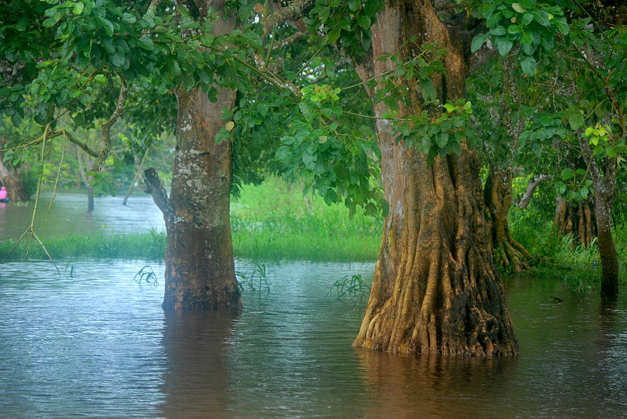 Golf Photograph - Floaded trees in the amazon river by HQ Photo