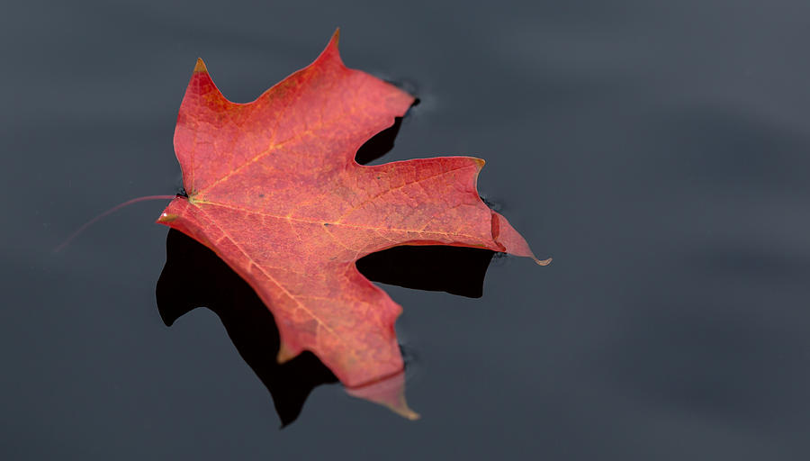 Float Photograph By Greg Thiemeyer